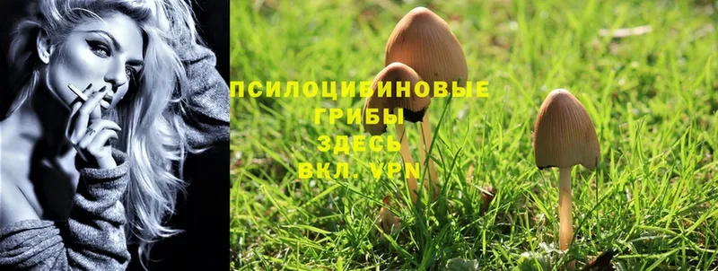 Галлюциногенные грибы MAGIC MUSHROOMS  как найти   Буйнакск 